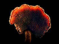 20 Pts 'Earpick fungus' By Sue North