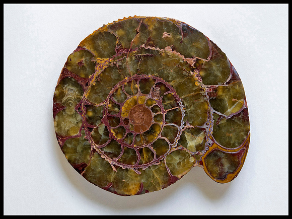 1st Place 20 Pts 'Interior East African Ammonite 9 x 10cm' By Janet Kent