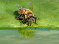 19 Pts 'Honey Bee Drinking - Apis mellifera] By Sue North