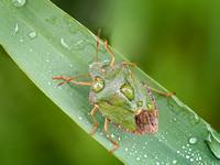 20 Pts 'Green shield bug' By Sue North