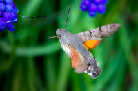 20 Pts 'Humming Bird Hawk Moth' By Danny Holden