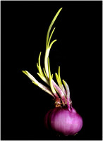 20 Pts 'Onion with Ambition' By Janet Kent