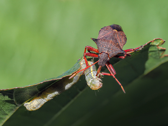 1st Place 20 Pts 'Spiked Shieldbug {Picromerus bidens) with sawfly larva prey' By Sue North