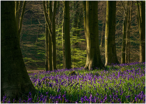 19 Pts 'Bluebell Forrest' By Wayne Daniels
