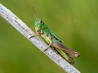 20 Pts 'Meadow Grasshopper - Chorthippus parallelus' By Sue North