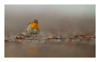 2nd Place 20 Pts 'Robin - Erithacus rubecula' By Wayne Daniels