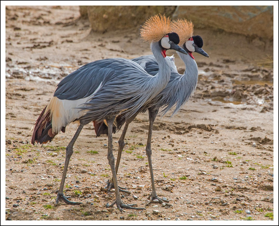 3rd Place 19 Pts 'East African crowned cranes' By Bill Metson