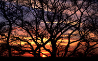 Greenwich Park Sunset by Roger M Stevens