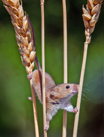 Harvest Mouse By Bill Metson