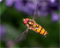 'Marmalade fly (Episyrphus Balteatus)' By Mick Saddler