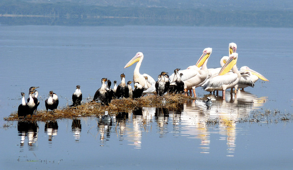 Great White Pelicans and White necked Cormorantson Lake Nakuru kenya