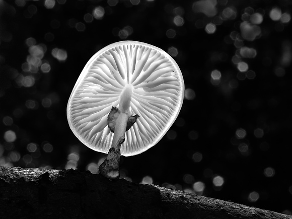 2nd Place 10 Pts 'Porcelain Fungus' By Sue North
