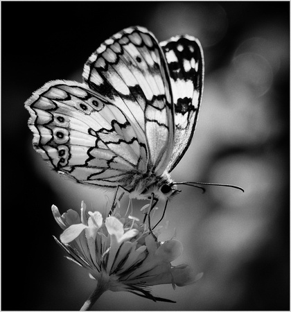 9.5 'Marbled White' by Richard Winston