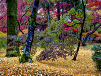 Japanese Autumn By Stan Spurling