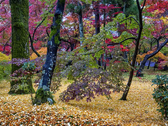 Japanese Autumn By Stan Spurling