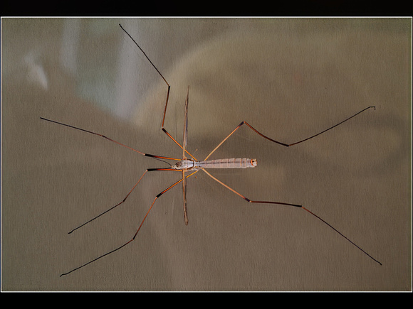 2nd Place 10 Pts 'Daddy long legs' By Ron Jarvis