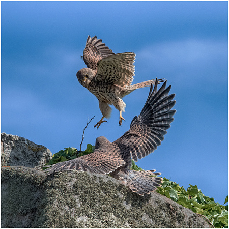 =4th Place 9.5 Pts 'A pair of Kestrels lat-Falco tinnuculus' By Bill Metson