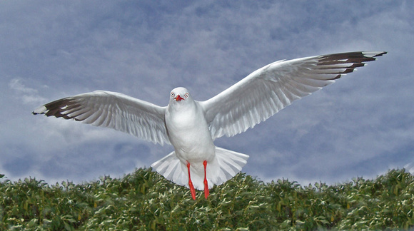 Silver Gull New Zealand