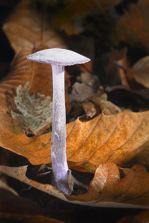 Purple Deceiver Fungi