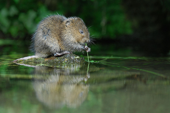 3 to 5 Month old-Wate Vole