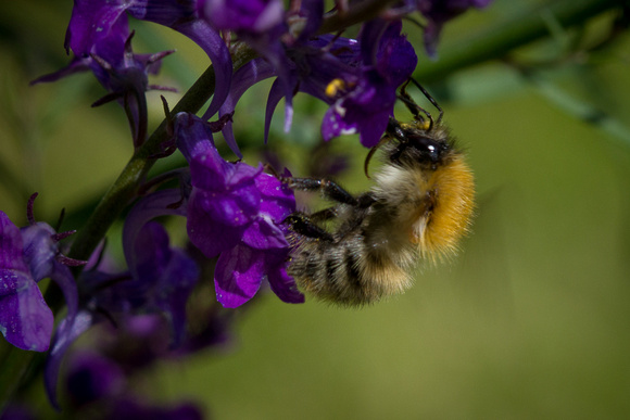 Nature Bumble Bee(Hymenoptera,Apidae)10913