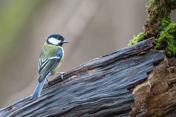 'Great Tit' by Ron Jarvis
