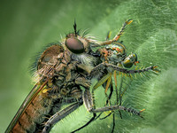 1st Place 20 Pts 'Robber fly with prey' By Sue North