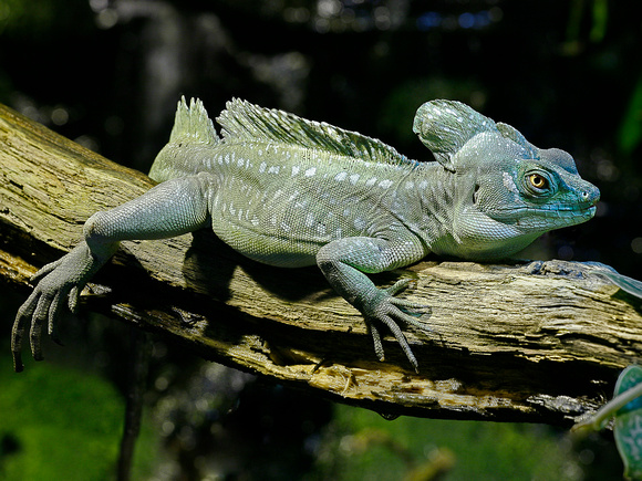 Green  Basilisk Lizard by Roger M Stevens