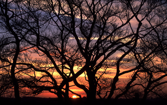 Greenwich Park Sunset by Roger M Stevens