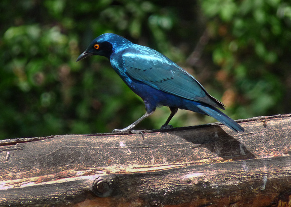 Greater Blue Eared Starling