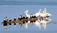 Great White Pelicans and White necked Cormorantson Lake Nakuru kenya