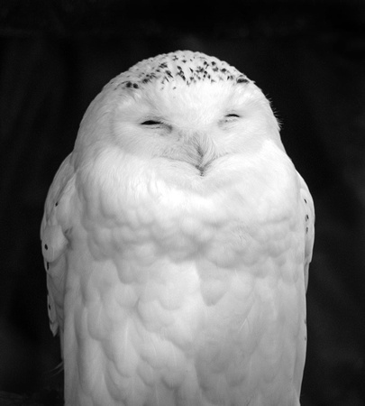 Snowy Owl By Bill Metson