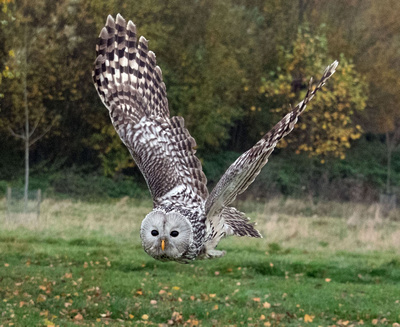 Ural Owl in flight By Bill Metson