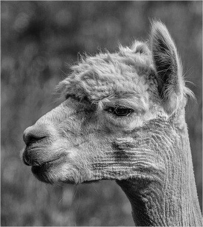 9 Pts 'Alpaca' By Richard Martin