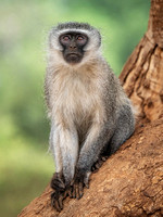 9.5 Pts 'Vervet Monkey' by Richard Winston