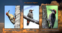Woodpecker Tryptich