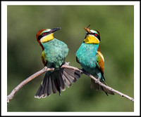 European Bee-eaters on a Favourite Perch