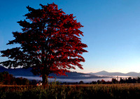 Maple Tree at Sunrise by Richard Martin