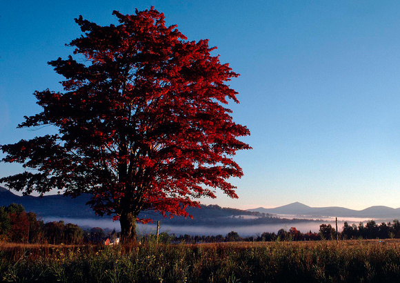 Maple Tree at Sunrise by Richard Martin
