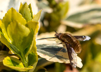 Bee Fly (Bombylious Major) by Richard Martin