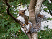 Squirrel poser by Richard Martin