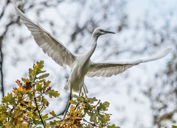 Egret taking flight - by Richard Martin
