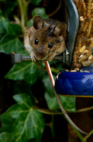 Field mouse on bird feeder by Richard Martin