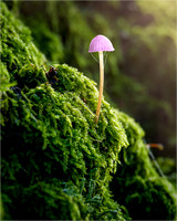 Lonely backlit Fungus by Wayne Daniels