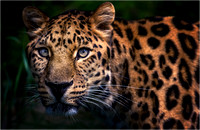 Jaguar at The Big Cat Sanctuary by Wayne Daniels