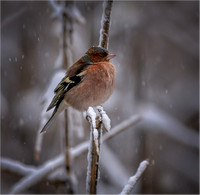 Chaffinch in the snow by Wayne Daniels