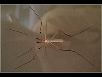 2nd Place 10 Pts 'Daddy long legs' By Ron Jarvis