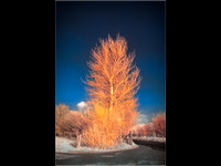 3rd Place 9.5 Pts 'Colour Infrared tree' By Sue North