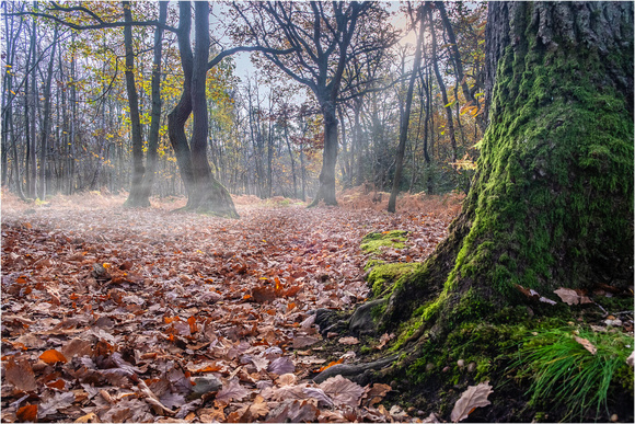 1st Place 10 Pts 'Misty Woodland' By Mick Saddler