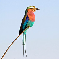 =4th Place 9.5 Pts 'Lilac-Breasted Roller' By Paul Adams